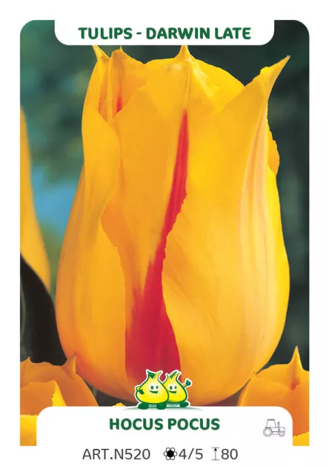 Tulipa (EL) 'Hocus Pocus'