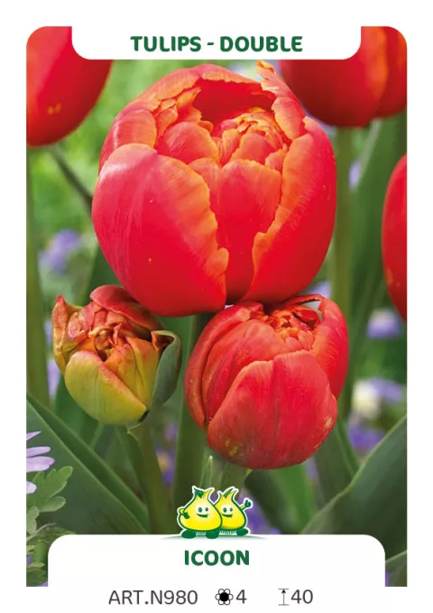 Tulipa dubbel 'Icoon'