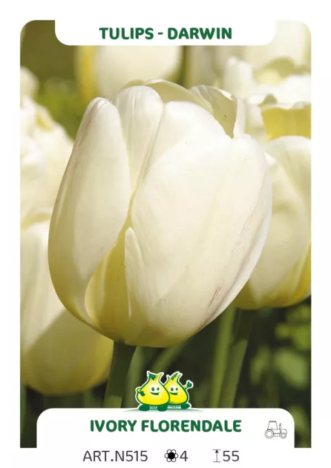 Tulipa Darwin hybr. 'Ivory Floradale'