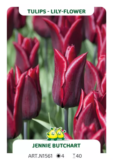 Tulipa liliflorum 'Jenny Butchart'