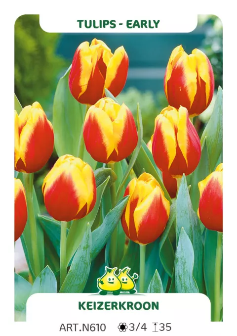 Tulipa (EV) 'Keizerkroon'