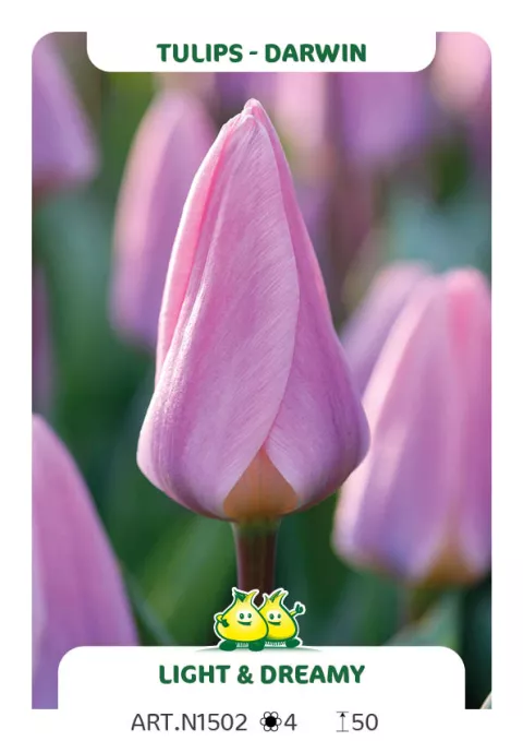 Tulipa Darwin hybr. 'Light and Dreamy'