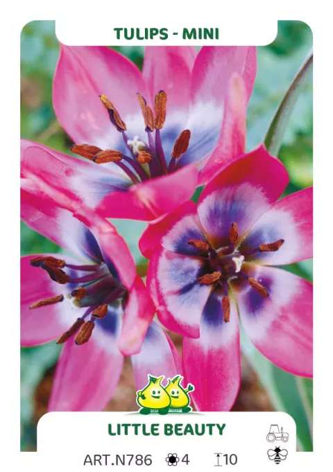 Tulipa mini 'Little Beauty'