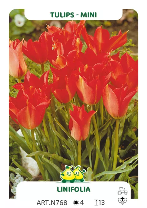 Tulipa mini 'Linifolia'