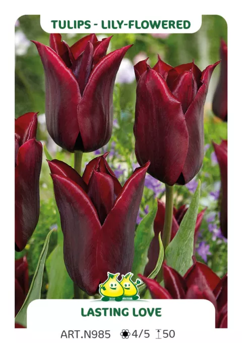 Tulipa liliflorum 'Lasting Love'