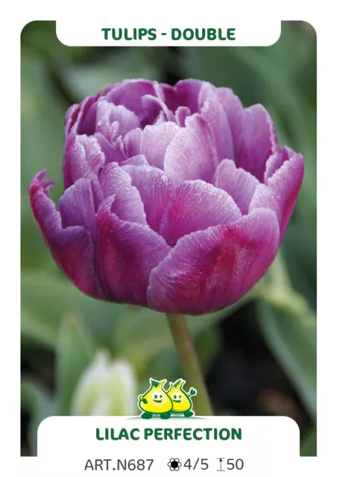 Tulipa dubbel 'Lilac Perfection'
