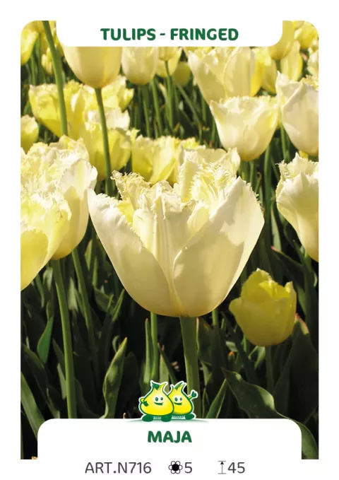 Tulipa franjer 'Maja'