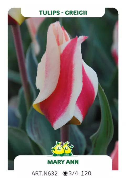 Tulipa greigii 'Mary Ann'