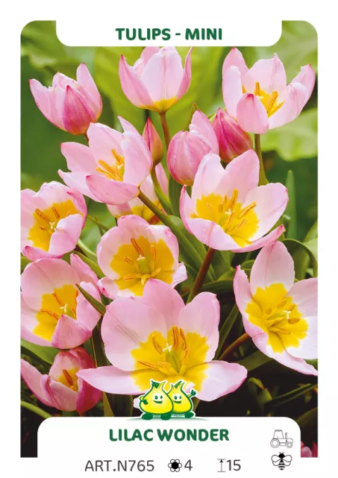 Tulipa mini 'Bakari Lilac Wonder'