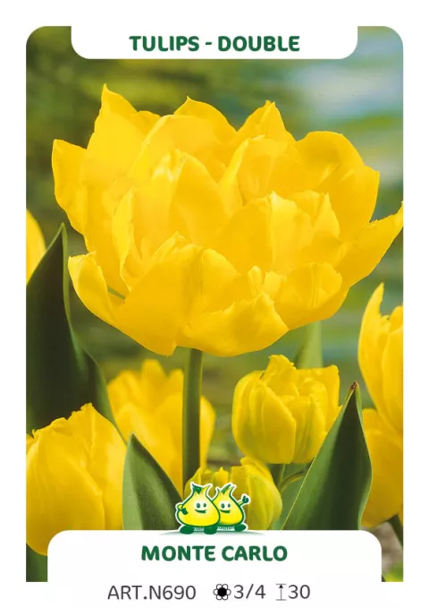 Tulipa dubbel 'Monte Carlo'