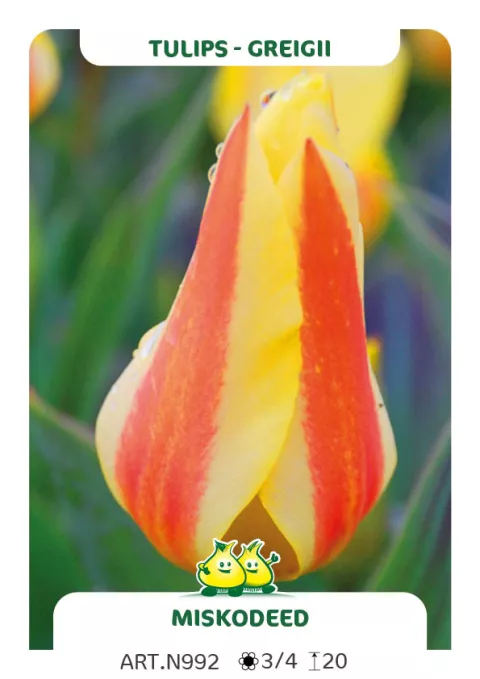 Tulipa greigii 'Miskodeed'