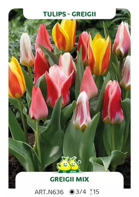 Tulipa greigii 'Mix'