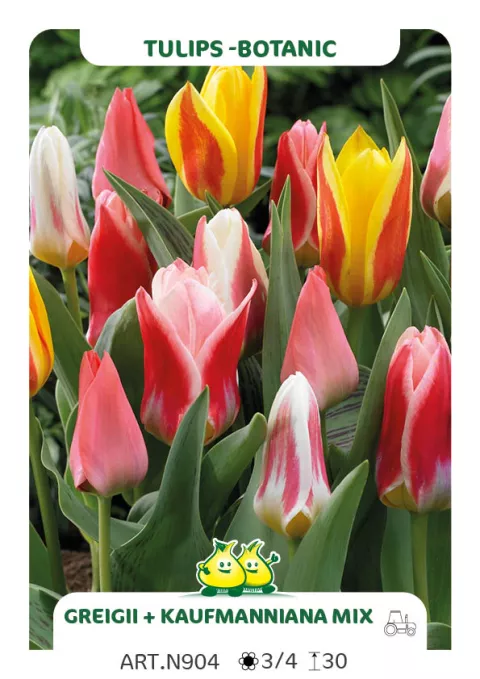 Tulipa mix Kaufmaniana+Greigii