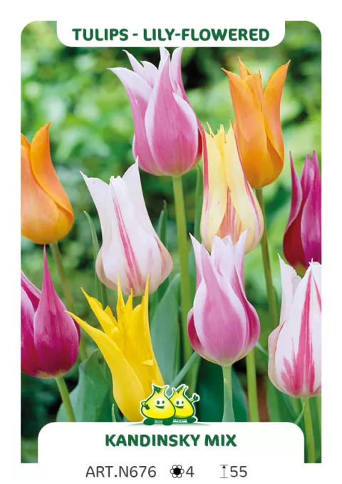 Tulipa liliflorum 'Mix'