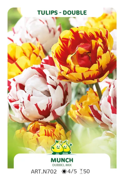 Tulipa dubbel Mix 'Munch'