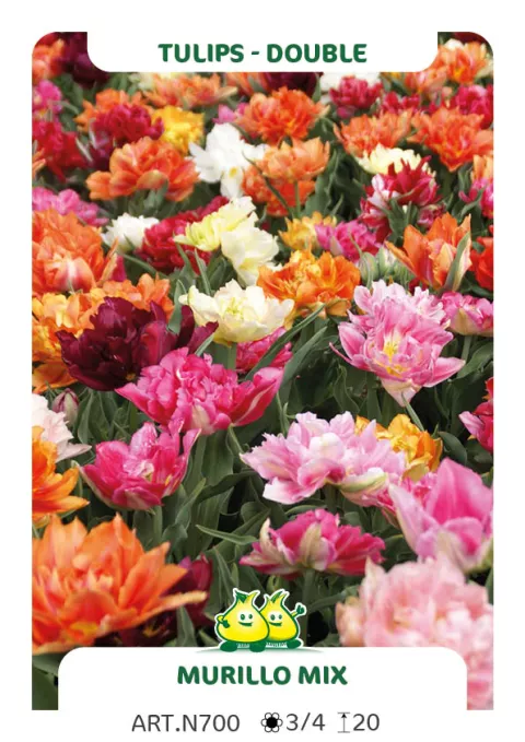 Tulipa dubbel 'Murillo Mix'