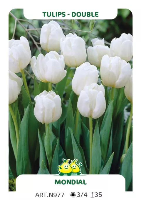 Tulipa dubbel 'Mondial'