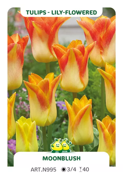 Tulipa liliflorum 'Moonblush'