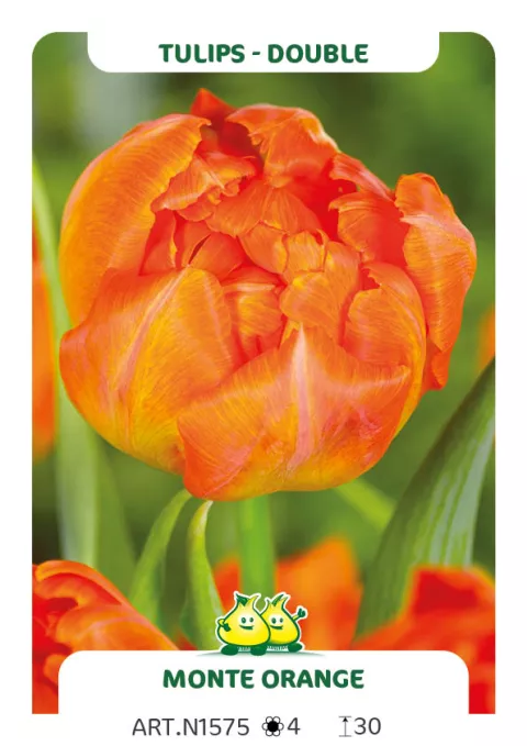Tulipa dubbel 'Monte Orange'
