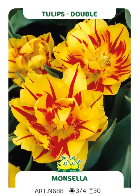 Tulipa dubbel 'Monsela'