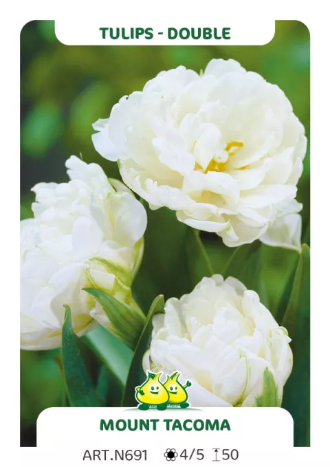 Tulipa dubbel 'Mount Tacoma'