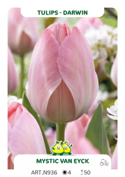 Tulipa Darwin hybr. 'Mystic van Eijk'