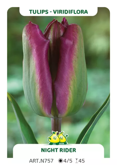 Tulipa viridiflora 'Night Rider'