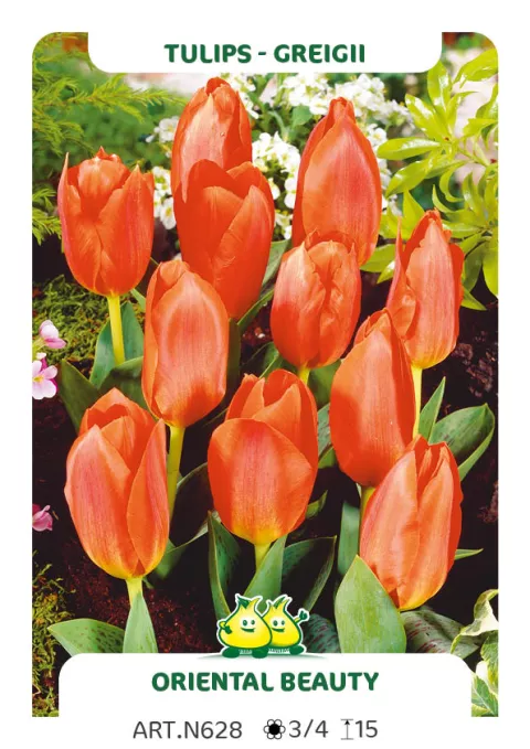 Tulipa greigii 'Oriental Beauty'