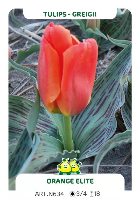 Tulipa greigii 'Orange Elite'