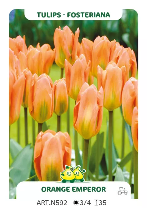 Tulipa fosteriana 'Orange Emperor'