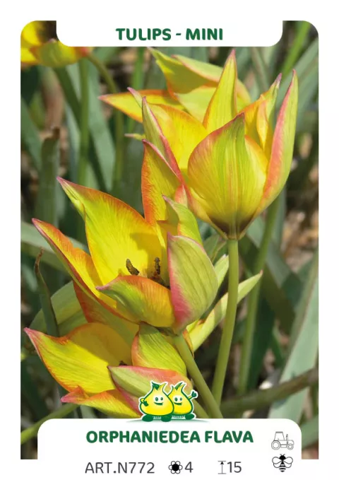 Tulipa mini 'Orphanidea Flava'