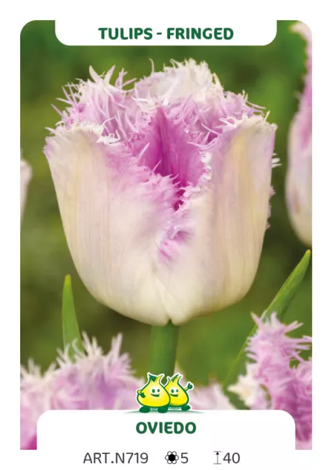 Tulipa franjer 'Oviedo'