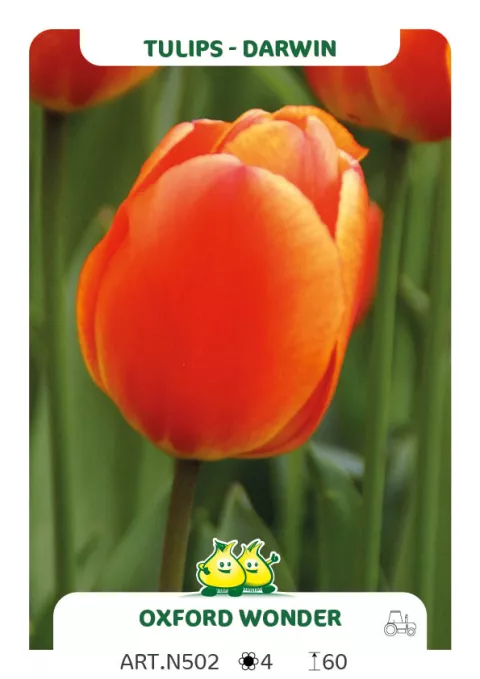 Tulipa Darwin hybr. 'Oxford Wonder'