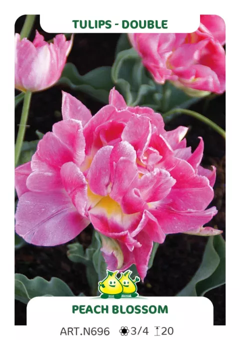 Tulipa dubbel 'Peach Blossom'