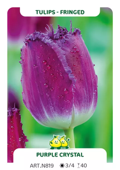 Tulipa franjer 'Purple Crystal'