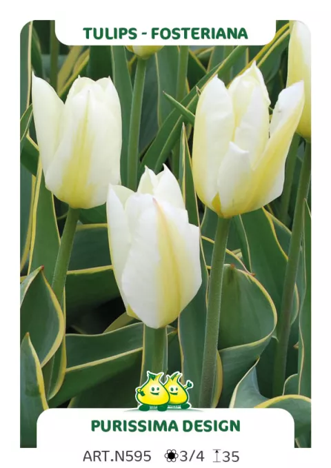 Tulipa fosteriana 'Purissima Design'