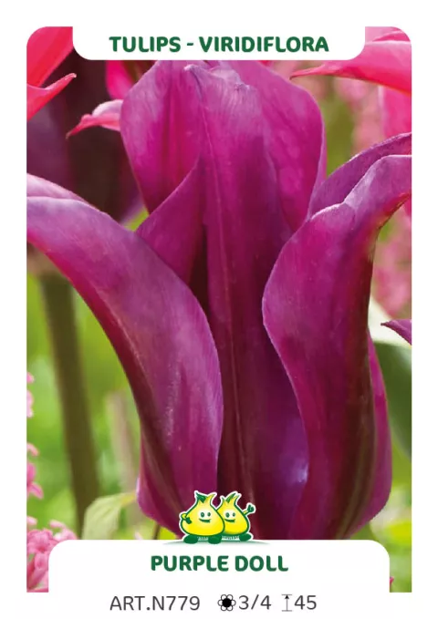 Tulipa viridiflora 'Purple Doll'