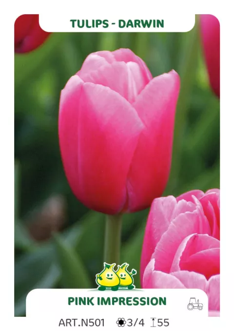 Tulipa Darwin hybr. 'Pink Impression'