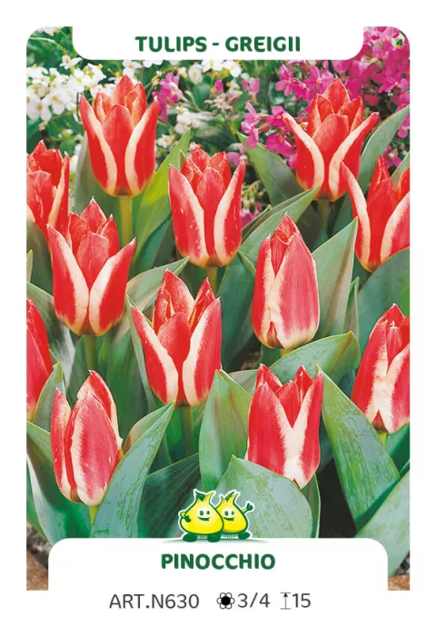 Tulipa greigii 'Pinocchio'