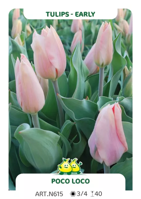 Tulipa (EV) 'Poco Loco'