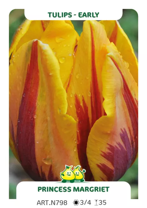 Tulipa (EV) 'Princess Margriet'