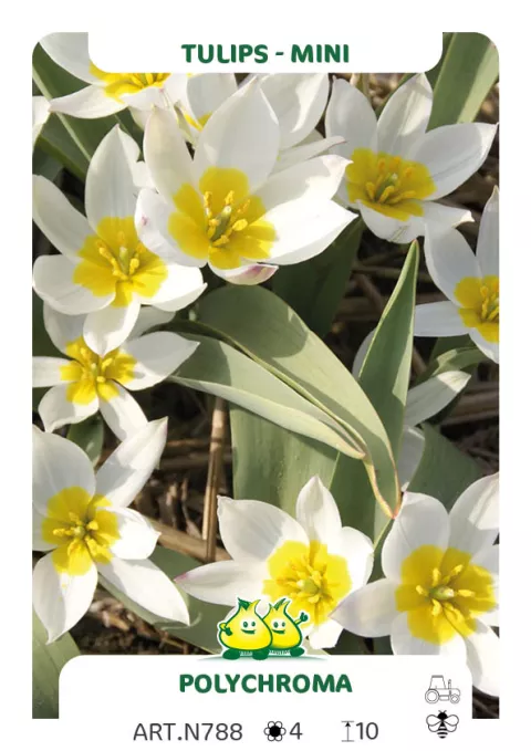 Tulipa mini 'Polychroma'