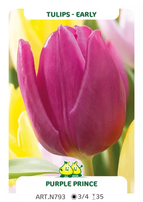 Tulipa (EV) 'Purple Prince'