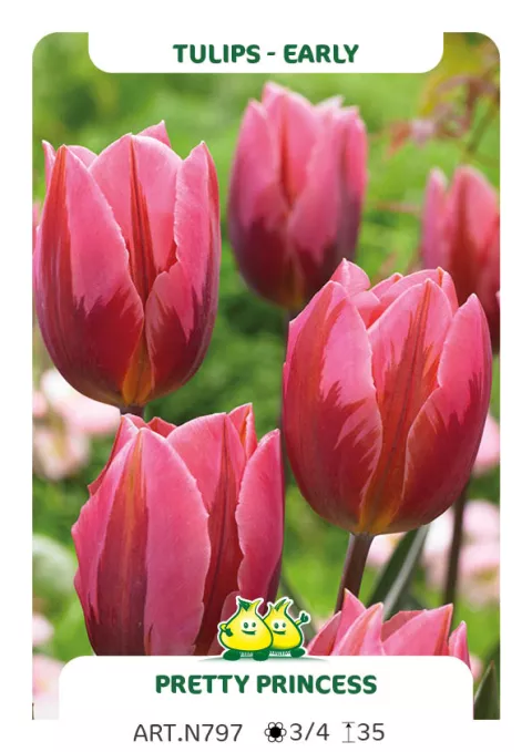 Tulipa (EV) 'Pretty Princess'