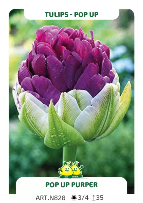 Tulipa dubbel 'Pop Up Purple'