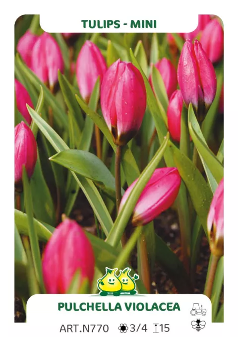 Tulipa mini 'Pulchella Violacea'