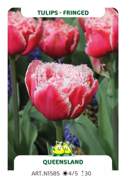 Tulipa franjer 'Queensland'