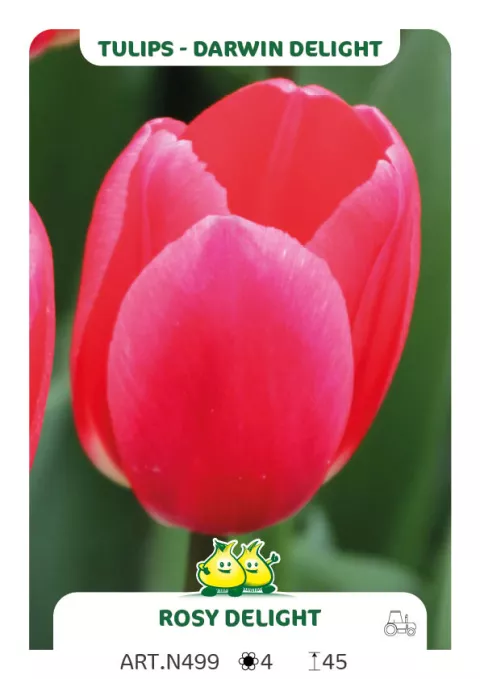 Tulipa Darwin Delight 'Rosy Delight'