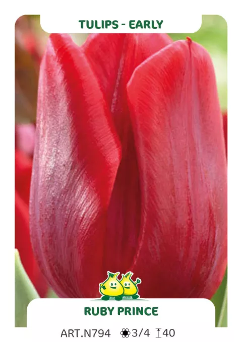 Tulipa (EV) 'Ruby Prince'