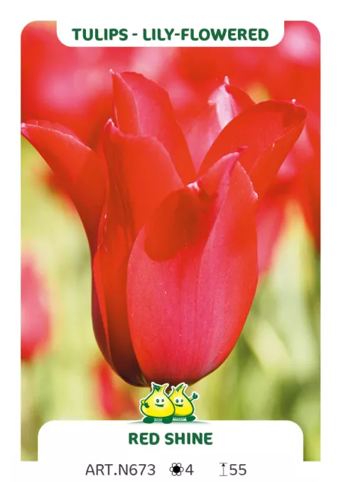 Tulipa liliflorum 'Red Shine'